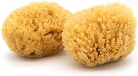 Neptune Caribbean Sea Sponge 2 Pack, Hand Cut, Extra Large, Approx. 7-8 inches