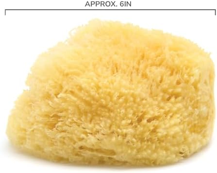 Neptune Caribbean Sea Sponge, Hand Cut, Large, Approx. 6-7 inches