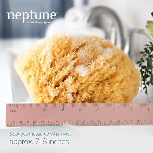 Neptune Caribbean Sea Sponge 2 Pack, Hand Cut, Extra Large, Approx. 7-8 inches
