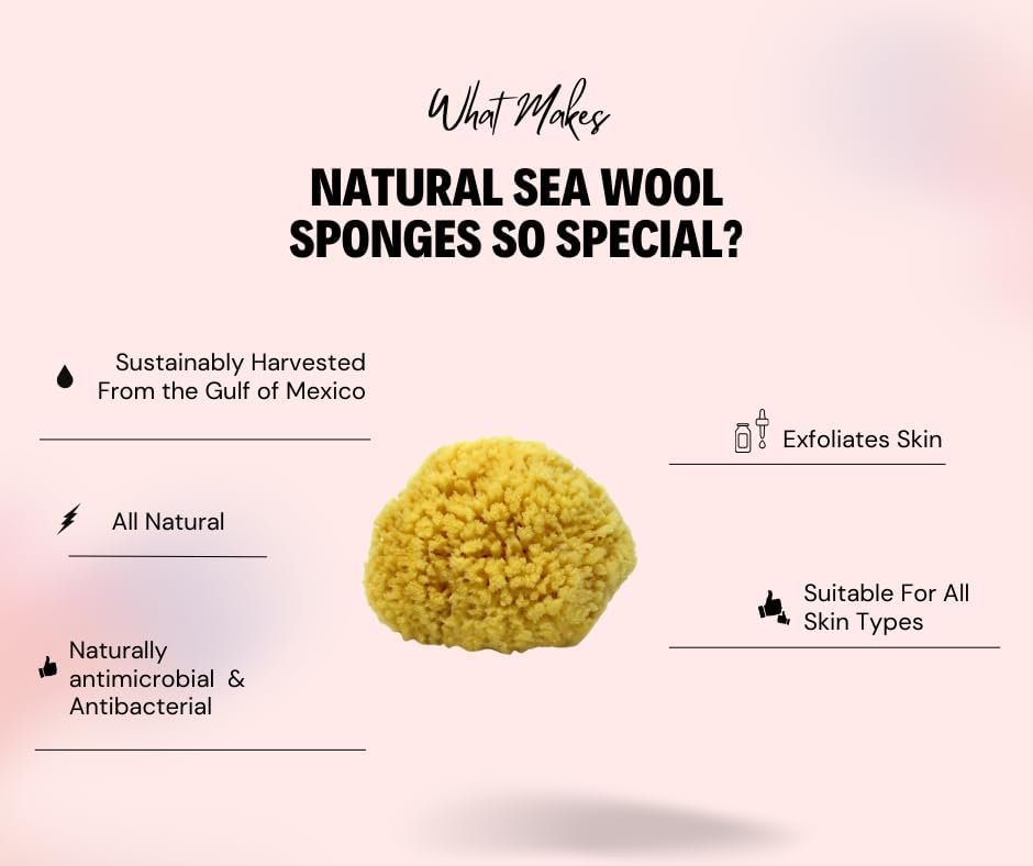 Sea Wool Sponge 6-7" (X-Large) by Bath & Shower Express ® Natural Renewable Resource Esponja for Body, Genuine Exfoliating Skin Wash