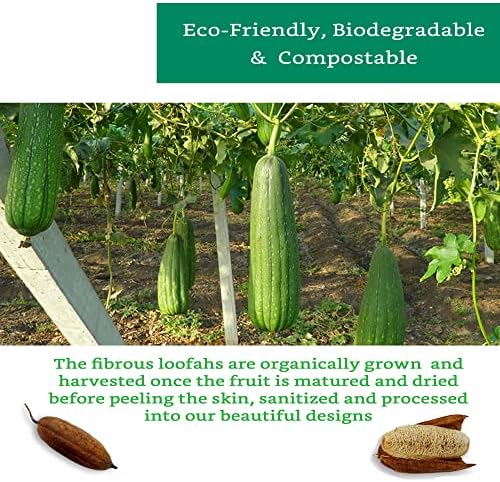 Natural Loofah Exfoliating Sponge (3 Pack) - Organic Body Scrubber - Biodegradable Shower Luffa