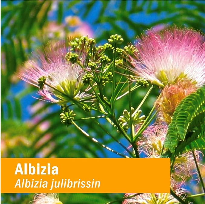 Herb Pharm Albizia Liquid Extract for Nervous System Support, 1 Fl Oz (Pack of 2)